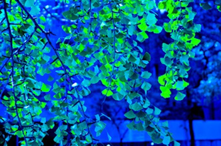 Safari Green & Cobalt Blue Fern