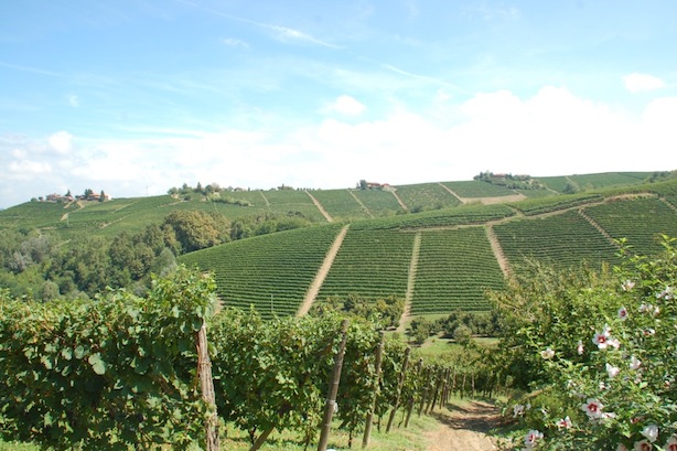 I vigneti di Dante Rivetti a Bricco